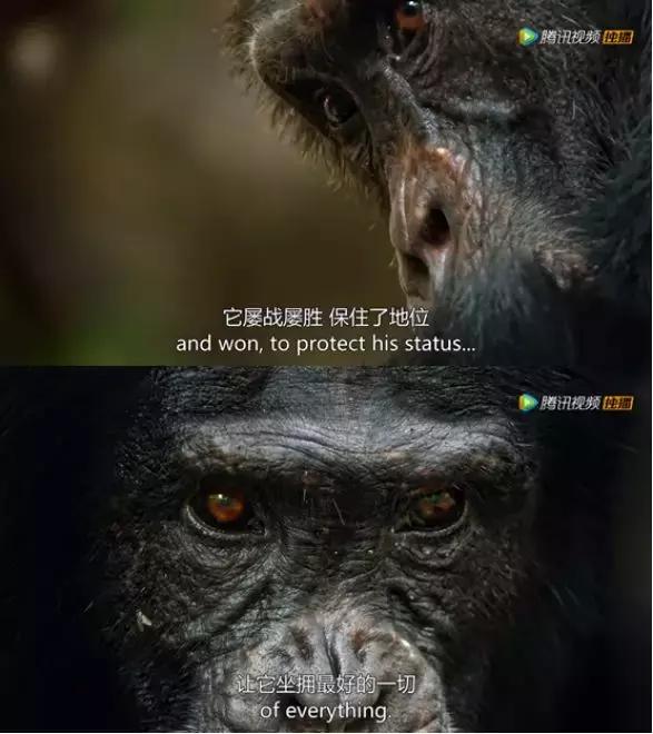 开云体育莱万多夫斯基在公牛比赛中战术调整，突破纪录引发热议！的简单介绍